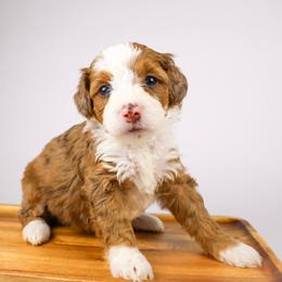 Kamala  (mint collar) - Sable female Bernedoodle puppy in Lehi, Utah from Heart J Bernedoodles