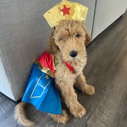 Australian Labradoodle Puppies from Whimsical Australian Labradoodles