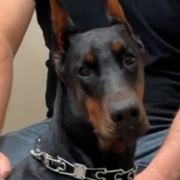 Mama - Doberman Pinscher