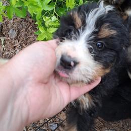Assorted Doodle Crosses, Bernedoodle, Goldendoodle, and Poodle Puppies from Williams Lake Doodles