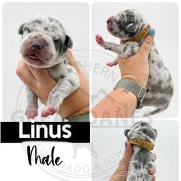Linus - Merle male Great Dane puppy in Sac City, Iowa from Northern Great Danes of Colorado & Iowa