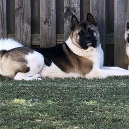 Akita Puppies from Sundara Akitas