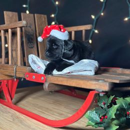 Aquarius - Black female Newfoundland puppy in Tully, New York from Bear Paw Newfoundlands