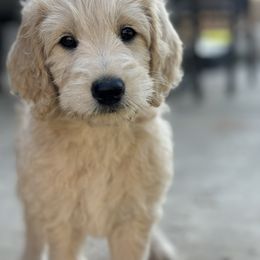Goldendoodle Puppies from Gentry Doodles