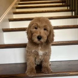 Blair - Apricot female Goldendoodle puppy in New Waverly, Texas from C.P. Puppy Buddies