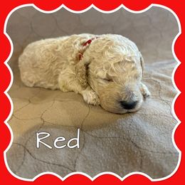 Red - Cream male Poodle puppy in Mauston, Wisconsin from Quiverfull Acres