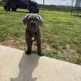 Cane Corso Puppies from Classic Jayx
