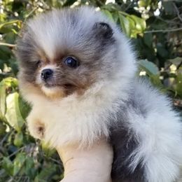 Pomeranians and Pomskies from SelfiePoms