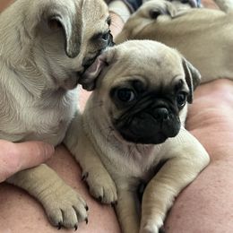 Pug Puppies from Pam’s Perfect Pugs