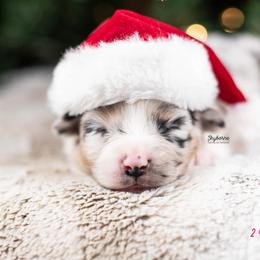 Sparkle - Blue merle female Australian Shepherd puppy in Woodford, Virginia from Skyborne Australian Shepherds