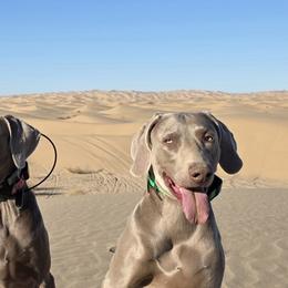 Weimaraner All Grown Up from Desert Rose Weimaraners