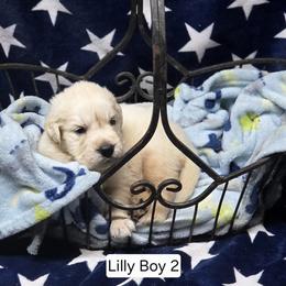 Lilly Boy 2 - Golden male Golden Retriever puppy in Niles, Michigan from Christiana Creek Goldens