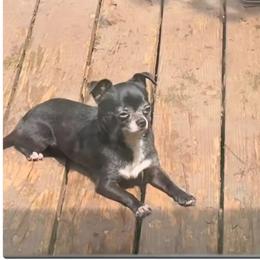 Toro - Black male Chihuahua puppy in Springfield, Missouri from Casadelopez Tails