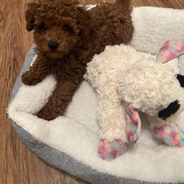 Poodle Puppies from Coasta J’s Toy Poodles