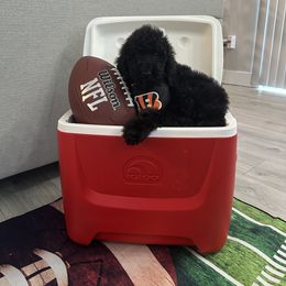 Poodle Puppies from Maison des Caniches