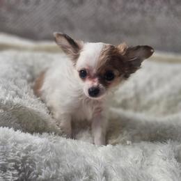 Parker - Fawn and white male Chihuahua puppy in Decatur, Illinois from Petite Pups