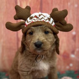 Goldendoodles from Golden Heart Doodles