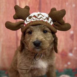 Goldendoodles from Golden Heart Doodles