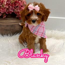Blanky - Red female Cavapoo puppy in Buford, Georgia from Petite Posh Puppies