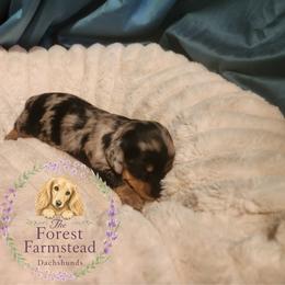 Dachshund Puppies from Forest Farmstead Dachshunds