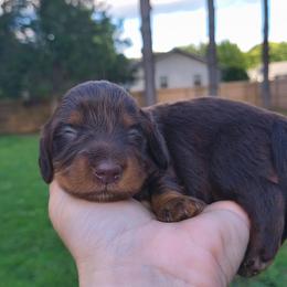 Snuggles - Chocolate and tan female Dachshund puppy in Jackson, Tennessee from BlackPine Kennels
