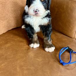 Ace - Tri-color male Bernedoodle puppy in Midland, Texas from Southern Oak Breeders LLC
