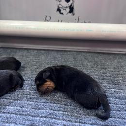 Boy 5 - Black and tan male Rottweiler puppy in Danieslville, Georgia from Bronx Von Bridges Rottweilers