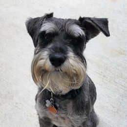 Chapu - Miniature Schnauzer