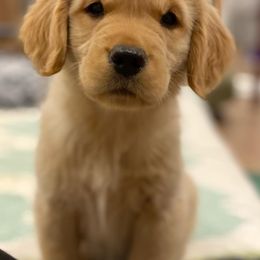 Golden Retriever Puppies from Manor House Goldens