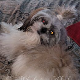 Precious - Shih Tzu