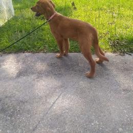 Golden Retriever Puppies from Ginger Snap Golden Retrievers