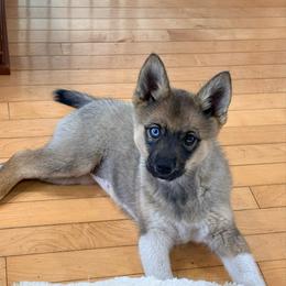 Flora - Wolf sable female Pomsky puppy in Doon, Iowa from Luxury Pomsky
