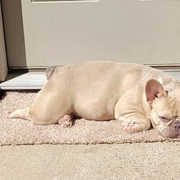 French Bulldogs from Texas Majestic Frenchies