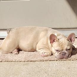 French Bulldogs from Texas Majestic Frenchies