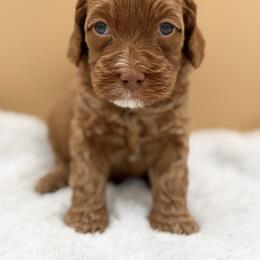 Navy Blue - Red male Australian Labradoodle puppy in Antelope, California from Adorable Labradoodle
