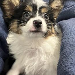 Papillon Puppies from HSF Papillons