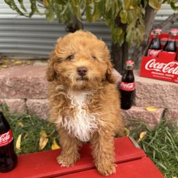 Peach - Apricot female Poodle puppy in Huntington, Utah from Krispydoodle