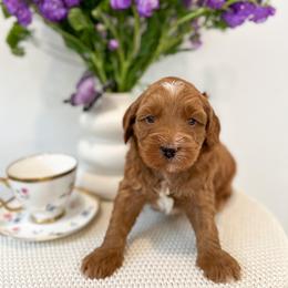 Mad Hatter - Caramel red male Australian Labradoodle puppy in Palmdale, California from Pixie Doodle Paws