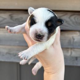 Mako - Blue speckled female Australian Cattle Dog puppy in Ellensburg, Washington from Boondock Bandits