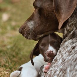 German Shorthaired Pointer All Grown Up from Windward German Shorthaired Pointers