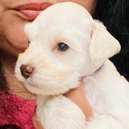 Boy-3- blue - Wheaten male Miniature Schnauzer puppy in Lehigh Acres, Florida from Regency Schnauzer