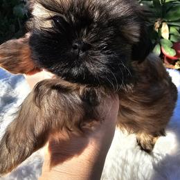 Valeria - Black gold and white female Shih Tzu puppy in Tucson, Arizona from Dollface Shih Tzu