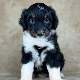 BTF2 - Black tri-color female Aussiedoodle puppy in Prague, Oklahoma from Classic K9’s  Aussies & Doodles