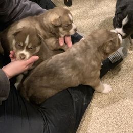 Siberian Husky Puppies from Myths and Legends Siberian Huskies