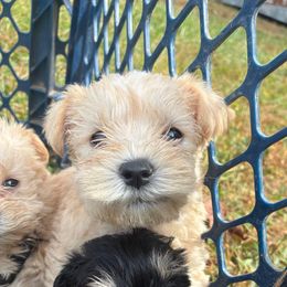 Bell - Wheaten female Miniature Schnauzer puppy in Sparta, North Carolina from New River Miniature Schnauzers and Anatolians