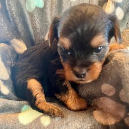Kira - Black and gold female Yorkshire Terrier puppy in Crossville, Tennessee from Lil Britches Yorkies