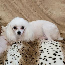 Willie - Poodle