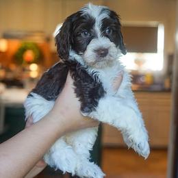 Freedom - Chocolate female Australian Labradoodle puppy in Dawson, Georgia from Still Pond Australian Labradoodles