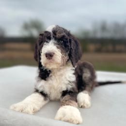 Shakespeare - Brown and white male Bernedoodle puppy in Osage City, Kansas from Golden Ridge Goldens