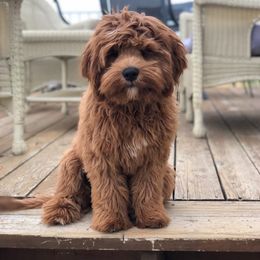 Buster - Cavapoo